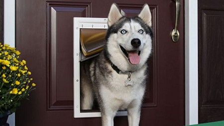Pet Door Installers
